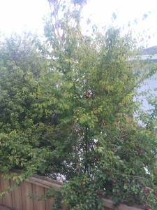 This was taken last summer  when rosellas were eating all the cherry plums on the tree near my balcony. Can you see it?