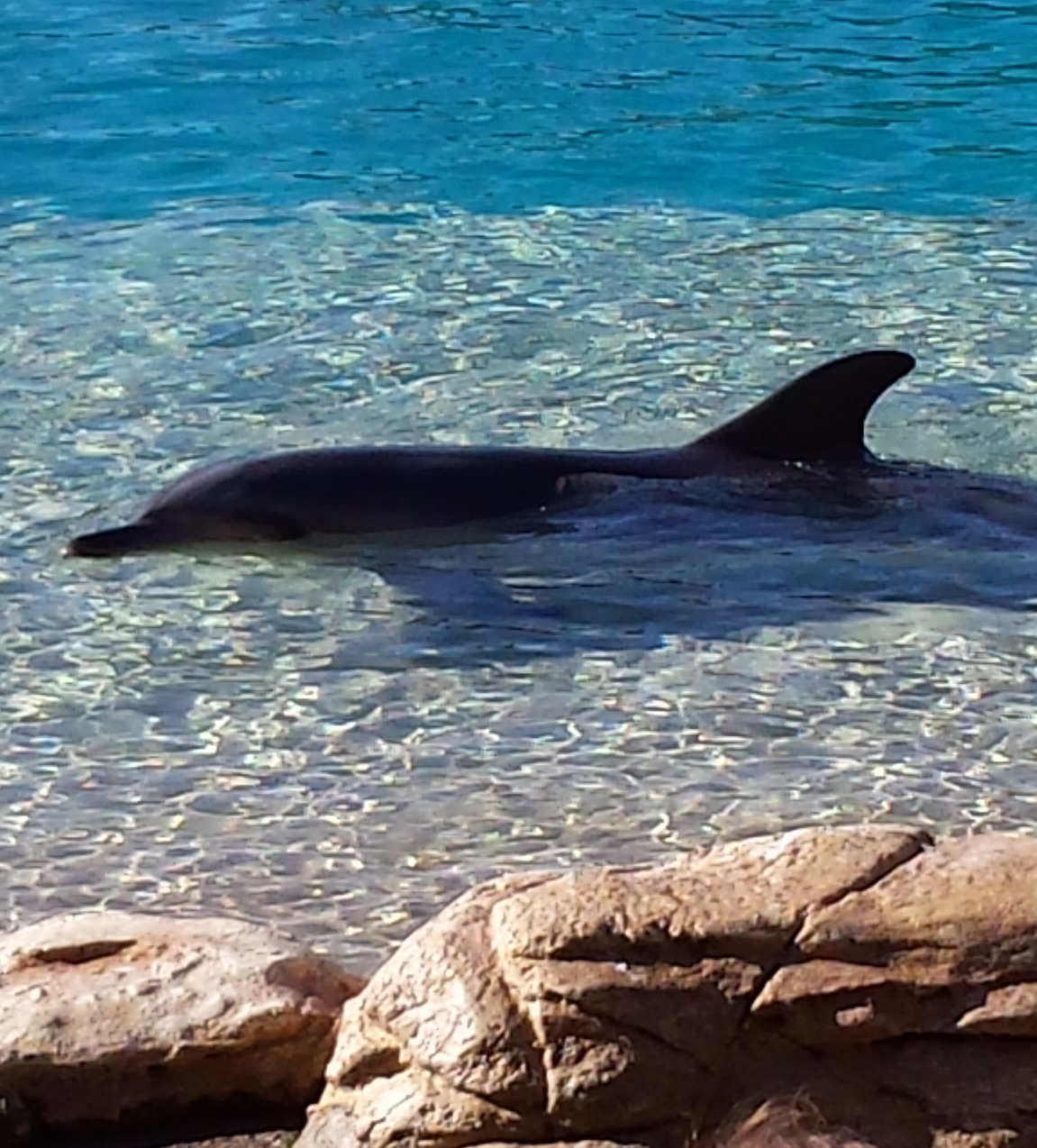 Gold coast dolphin